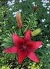 Red, trumpet-shaped flower. Foliage in the background.
