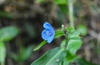 Asiatic dayflower (Commelina communis)