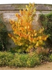 Young tree with golden yellow fall foliage.
