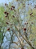 Bare stems with pendulous dark red flowers.