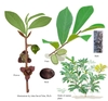 Illustration of all the details of this species.