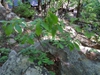 Native habitat