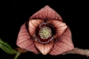 Internal view of maroon, trimerous flower making lots of pollen