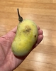 Hand holding an oblong greenish yellow fruit.