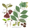 Illustration of all the details of this species.