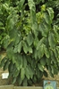 Asimina triloba ‘NC-1’