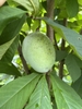 Green fruit on leafy branches. Fruit is smooth and ovoid.