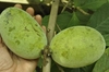 Hand cradling one of a pair of green, smooth fruit.