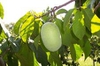 Asimina triloba 'Potomac'