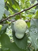 Green fruit on leafy branches. Fruit is smooth and ovoid.