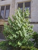 Young tree with candelabra branching & 2-ranked leaves