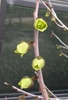 Bare stems with green flowers that are open in bud