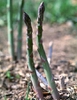 Asparagus officinalis