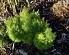 Form