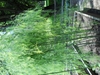 Asparagus in raised bed