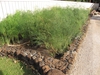 Asparagus Bed