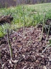 Stems