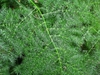 Asparagus setaceus frond
