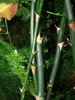 Asparagus setaceus stem
