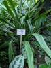 Form of A. longifolia