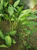 Spotted leaves of A. sichuanensis
