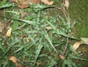 A group of plants with narrow, lanceolate fronds.