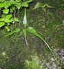 Fern with lanceolate fronds. The attenuated tip is striking.