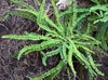 Asplenium trichomanes