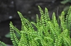 Asplenium trichomanes