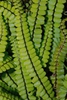 Asplenium trichomanes
