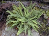 Asplenium trichomanes