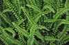 Asplenium trichomanes