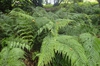 Asplenium bulbiferum