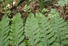 frond with small plants growing from it.