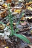 Asplenium platyneuron