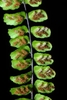 Asplenium trichomanes sori