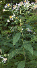 Form