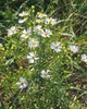 Flowers and needle like leaves.