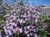 Form in bloom
