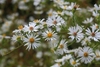 Late season flowers cover the plant.