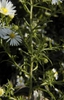 Aster pilosus
