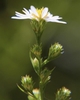 Flower Buds