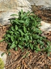 Aster spp.