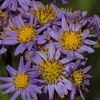 Aster tataricus