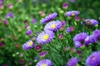 Symphyotrichum novi-belgii