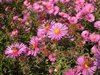 Composite pink flowers with a bee visiting