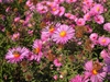 Symphyotrichum novae-angliae