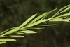 Narrow green leaves on a stem