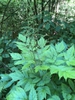 Form