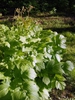 Astilbe biternata